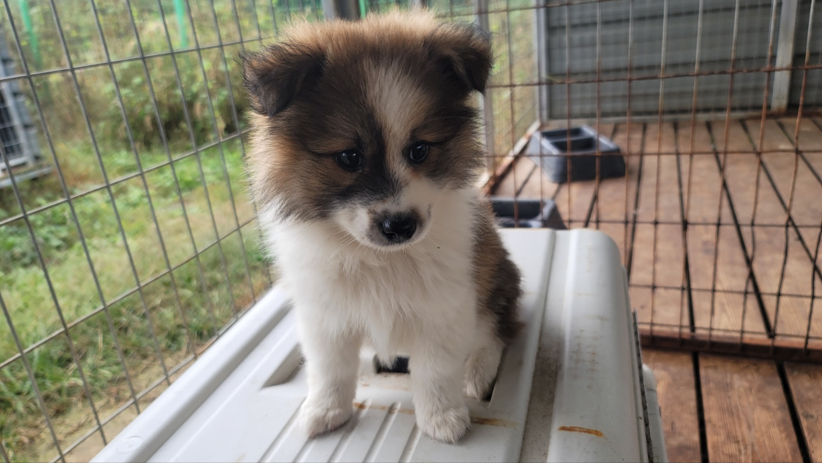 임실유기동물보호센터_445476202400383